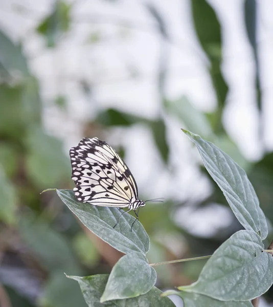 Tree Nymph butterfly Idea Leuconoe — Stock Photo, Image