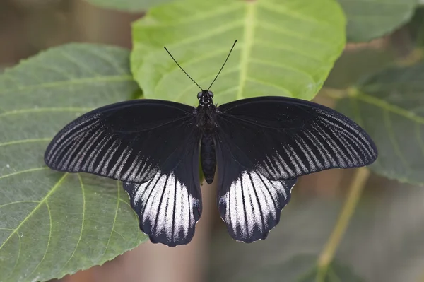 Często motyl Mormona — Zdjęcie stockowe