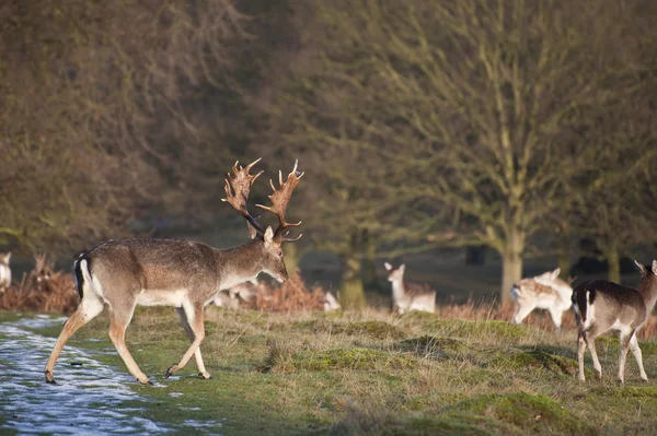 Troupeau de daims dans le paysage forestier — Photo