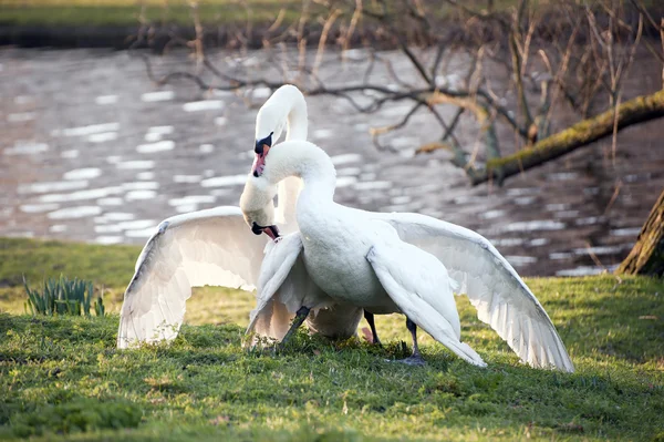 Los cisnes mudos muestran un comportamiento agresivo y tierno durante el apareamiento — Foto de Stock