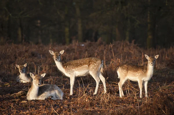 Herd of fallow deer in forest landscape — Stock Photo, Image