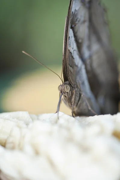 Sova motýl — Stock fotografie