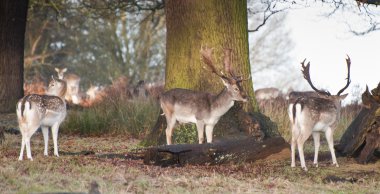 alageyik dolar orman peyzaj