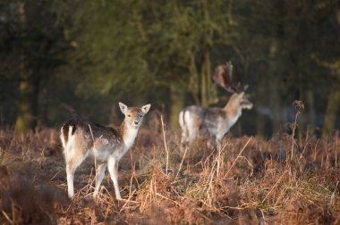alageyik orman peyzaj sürüsü