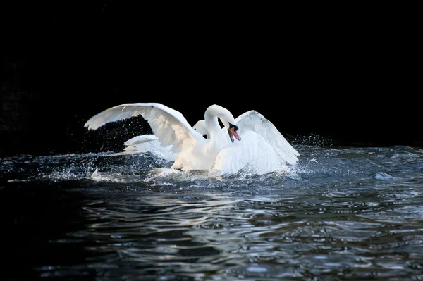 Los cisnes mudos muestran un comportamiento agresivo y tierno durante el apareamiento — Foto de Stock