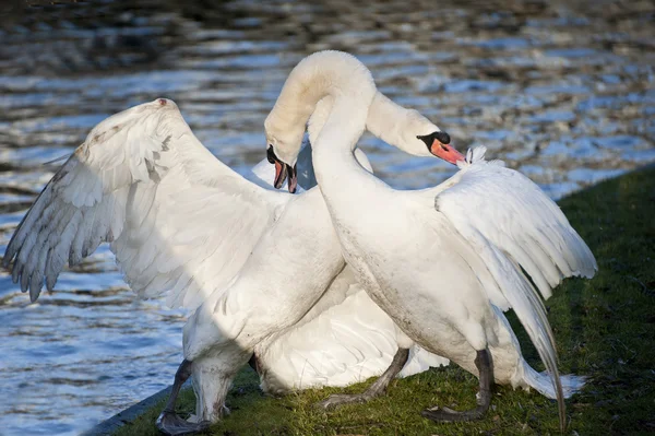 Los cisnes mudos muestran un comportamiento agresivo y tierno durante el apareamiento —  Fotos de Stock