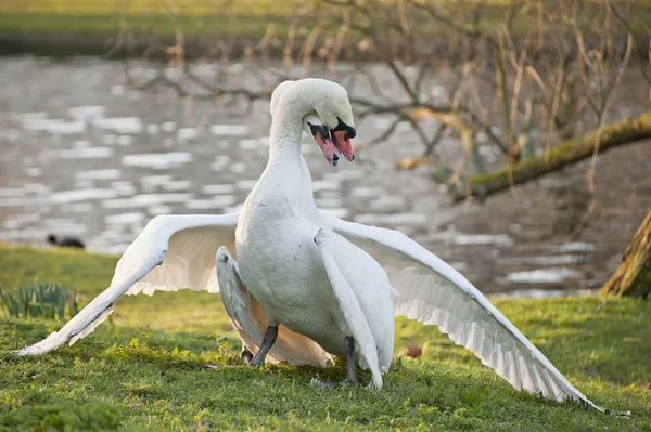 Los cisnes mudos muestran un comportamiento agresivo y tierno durante el apareamiento —  Fotos de Stock