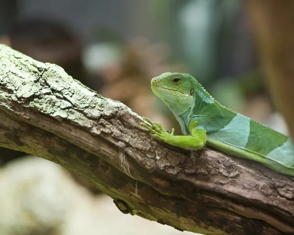 Fidži leguán brachylophus fasciatus — Stock fotografie