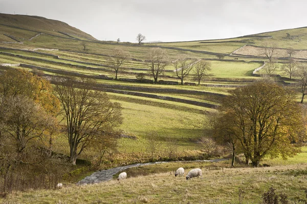 View across fields towards Malham Rakes in Yorkshire Dales Natio — Stock Photo, Image