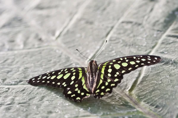 Eichelhäher-Schmetterling auf Blatt — Stockfoto