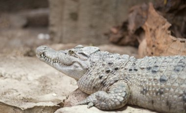 Filipin timsahı crocodylus mindorensis