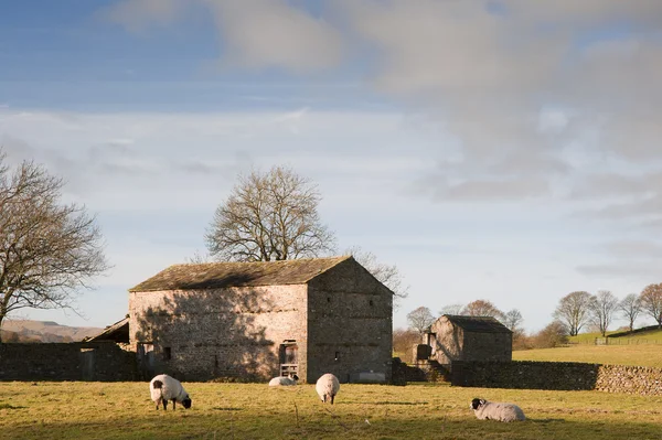 Granero típico de piedra y ovejas en Yorkshire Dales Inglaterra —  Fotos de Stock