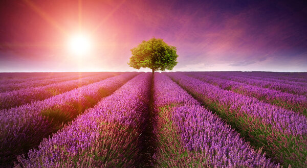 Impresionante paisaje de campo de lavanda Puesta de sol de verano con un solo árbol — Foto de Stock