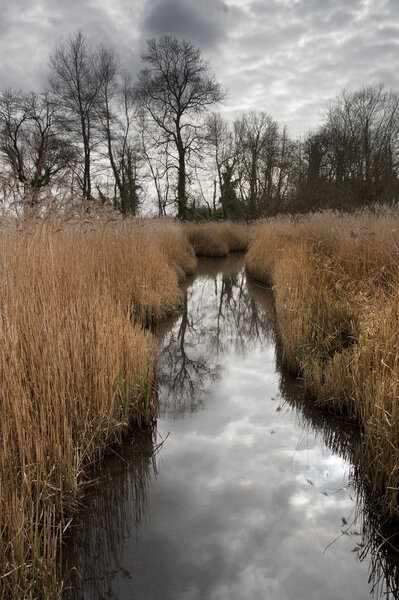 Landscape image of Winter wetlands swamp area