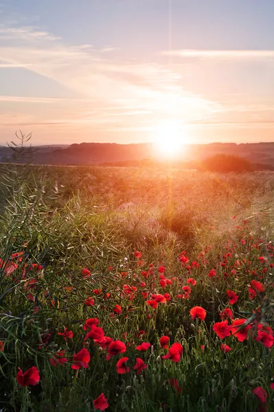 Mohnfelder in englischer Landschaft im Sommer bei Sonnenuntergang — Stockfoto