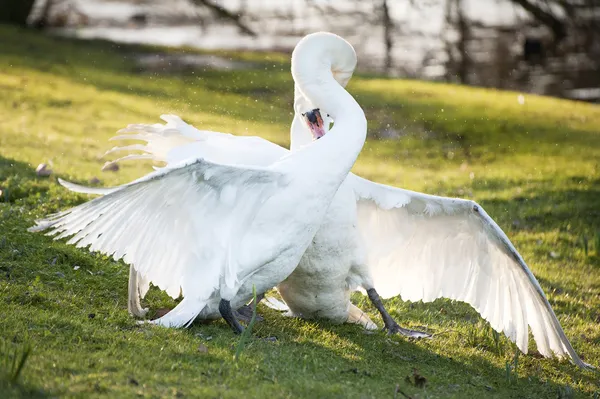 Los cisnes mudos muestran un comportamiento agresivo y tierno durante el apareamiento —  Fotos de Stock