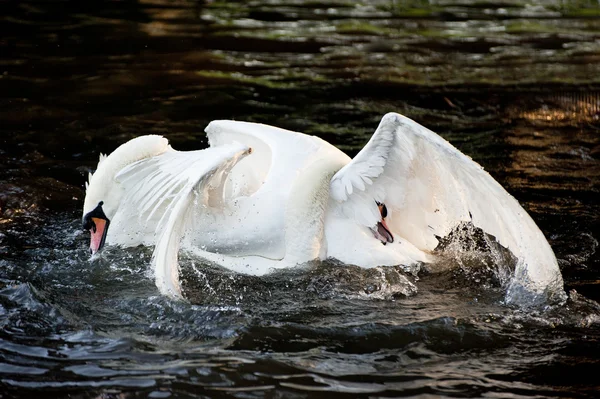 Los cisnes mudos muestran un comportamiento agresivo y tierno durante el apareamiento — Foto de Stock