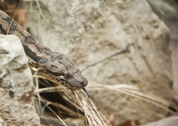 Dumeril's Boa Acrantohpis Dumerili — Stock Photo, Image