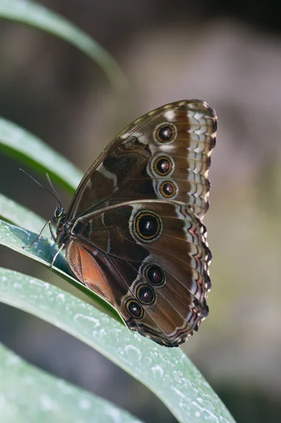 Kupu-kupu Achilles Morpho — Stok Foto