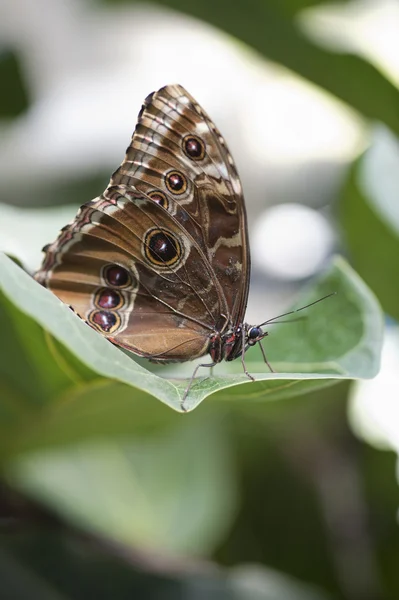 Kupu-kupu Achilles Morpho — Stok Foto