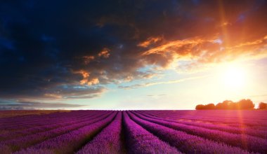 Stunning lavender field landscape at sunset in Summer clipart