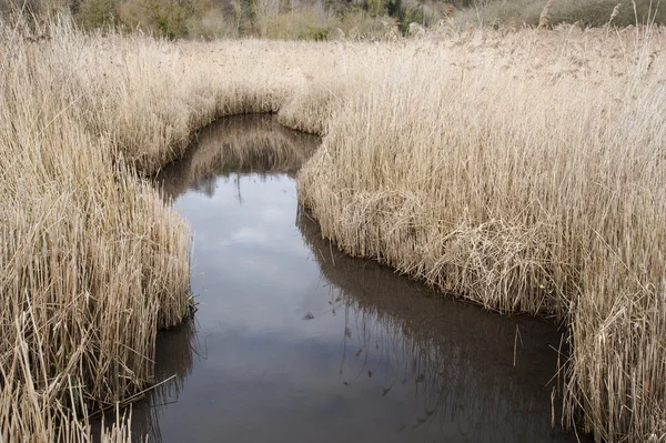 Краєвид образ зимовий водно-болотних угідь болото області — стокове фото