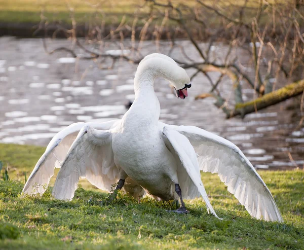 Los cisnes mudos muestran un comportamiento agresivo y tierno durante el apareamiento — Foto de Stock