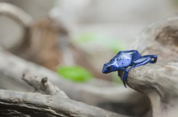 Modré jedovatých žába dendrobates azureus — Stock fotografie