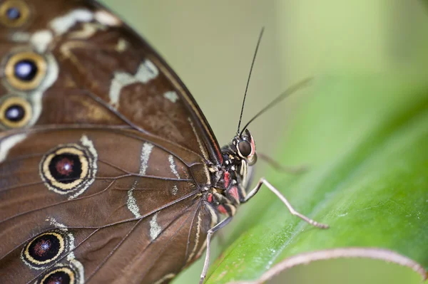 Бабочка Морфо Ахиллеса — стоковое фото