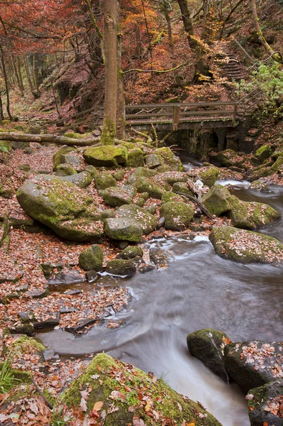 Podzim v padley rokli v peak district — Stock fotografie