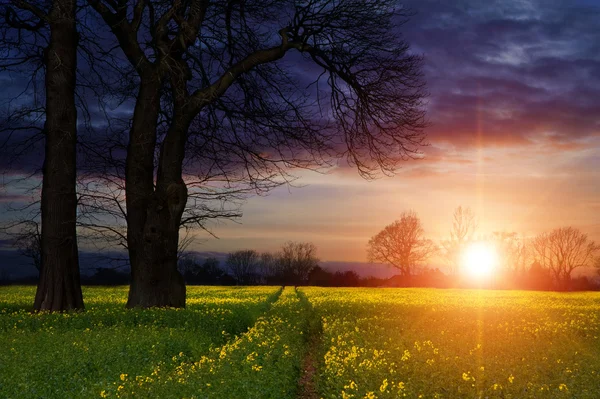 Rapsfelder Landschaft bei Sonnenuntergang mit dramatischem Himmel — Stockfoto