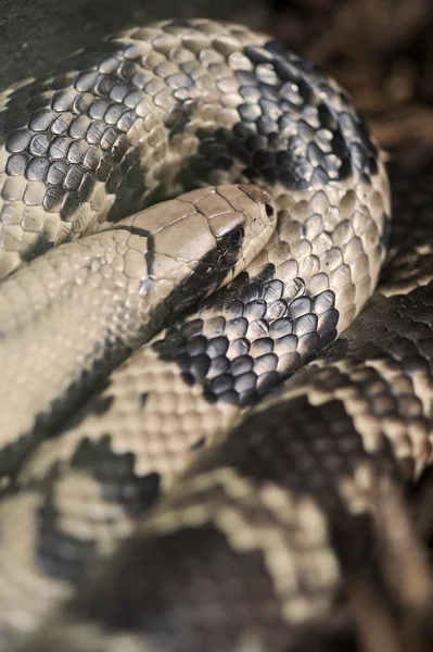 False Water Cobra Hydrodynastes gigas — Stock Photo, Image