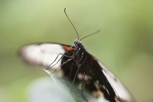 Mocker swallowtail motyl papilio dardanus — Zdjęcie stockowe