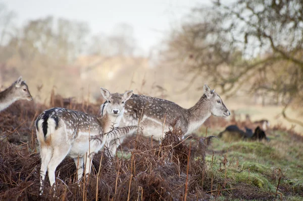 Troupeau de daims dans le paysage forestier — Photo