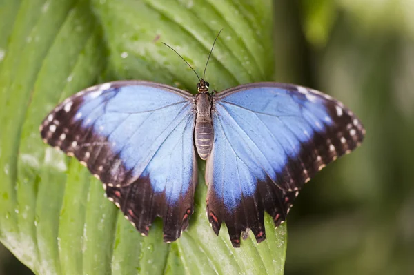 Blauer Morphoschmetterling — Stockfoto