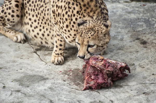 Kayaların üzerinde çiğ et yiyen çita — Stok fotoğraf