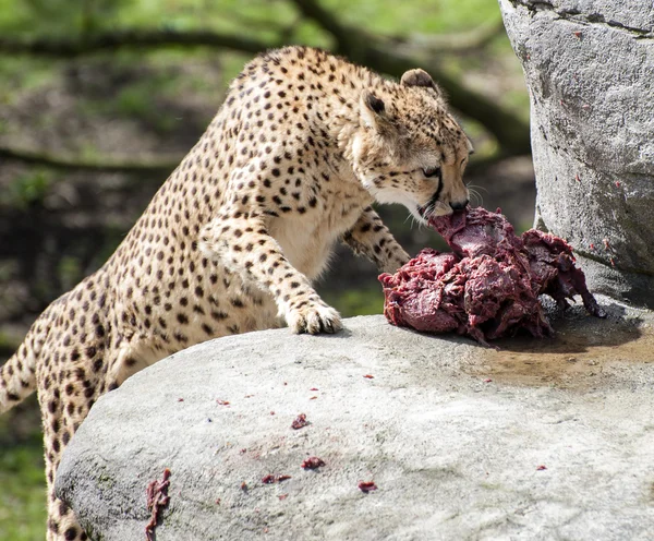 Guepardo comiendo carne cruda en rocas — Foto de Stock