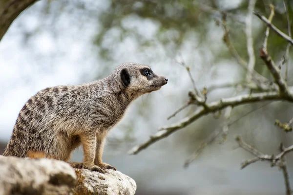 Meerkat uyanık ağaç dalı — Stok fotoğraf