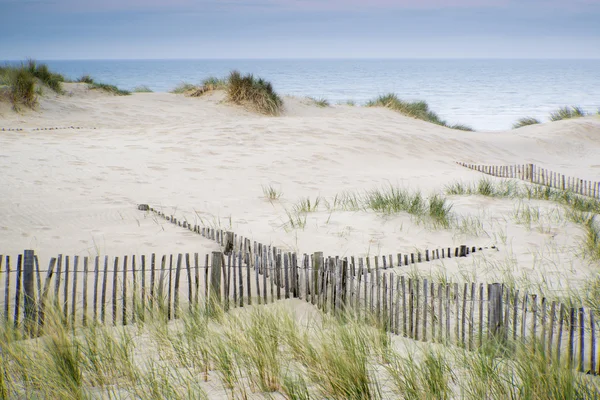 Пейзаж трав'янистих піщаних дюн на сході сонця — стокове фото