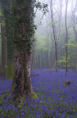 canlı bluebell halı bahar orman sisli peyzaj