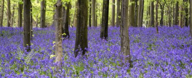 canlı bluebell halı bahar orman manzarası