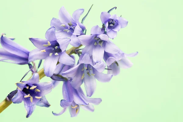 Spanish bluebell hyacintoides hispanica — Stock Photo, Image