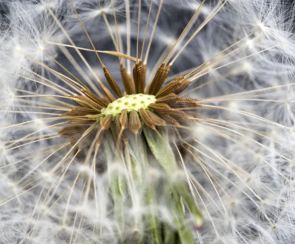 Dandelion seed head taraxacum officinale — Stock Photo, Image