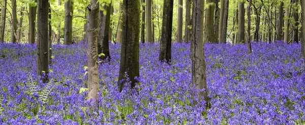 Pulserande bluebell mattan våren skogslandskap — Stockfoto