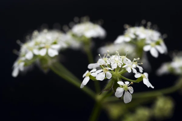 Persil de vache herbe anthriscus sylvestris dentelle de reine anne — Photo