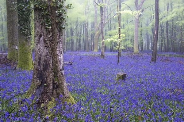 활기찬 블루 벨 카펫 봄 숲 안개 풍경 — 스톡 사진