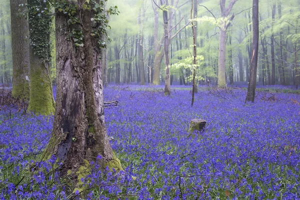 Vibrant bluebell carpet Spring forest foggy landscape