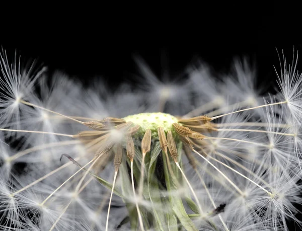 Dandelion seed head taraxacum officinale — Stock Photo, Image
