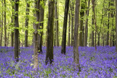 canlı bluebell halı bahar orman manzarası