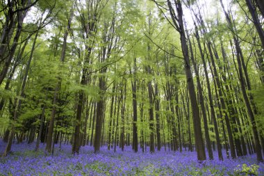 canlı bluebell halı bahar orman manzarası